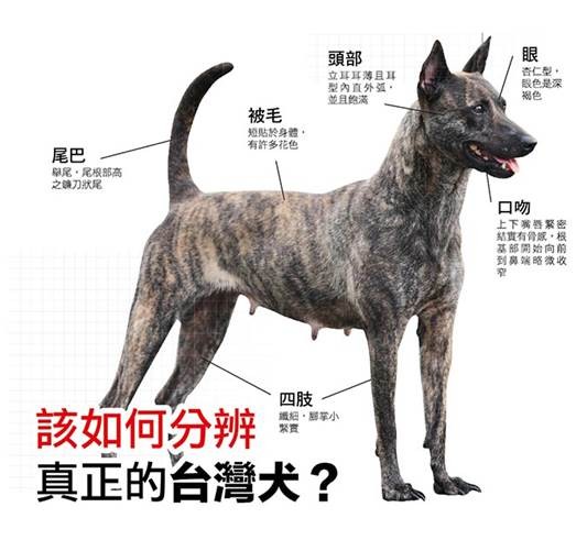 山巒上的那道光 狗狗山發展募資計畫 Flyingv 山巒上的那道光 狗狗山發展募資計畫 Flyingv